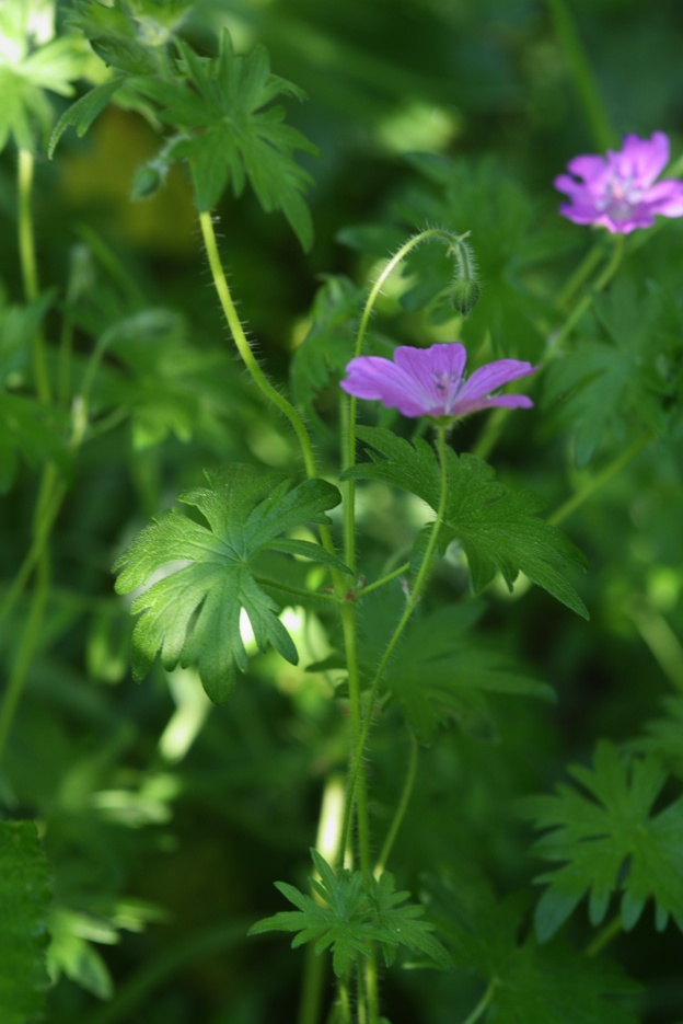 Geranium sanguineum